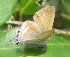 Hypolycaena philippus philippus