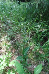 Dactylorhiza viridis