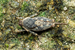 Systolederus ridleyi