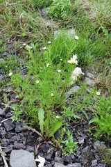 Tripleurospermum hookeri