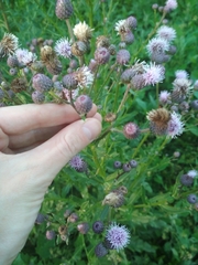 Cirsium arvense