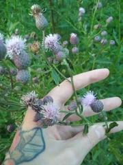 Cirsium arvense