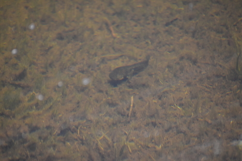 iNaturalist observation photo of Sierra Nevada Yellow-legged Frog