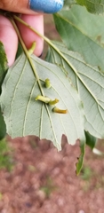 Craneiobia tuba