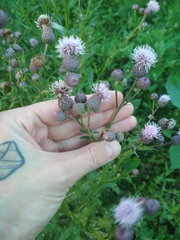 Cirsium arvense