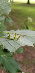 Craneiobia tuba