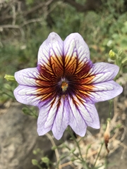 Salpiglossis sinuata