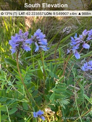 Astragalus norvegicus