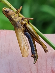 Entomophaga grylli
