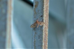 Pseudothyretes perpusilla