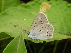 Lycaena hippothoe eurydame