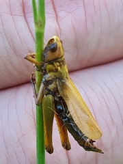Entomophaga grylli