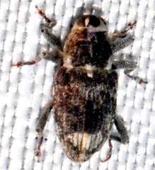 Acoptus suturalis