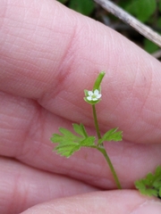Chaerophyllum tainturieri tainturieri