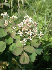 Thalictrum baicalense