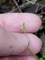 Chaerophyllum tainturieri tainturieri