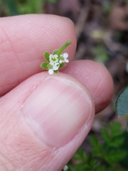 Chaerophyllum tainturieri tainturieri