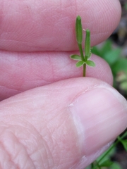 Chaerophyllum tainturieri tainturieri