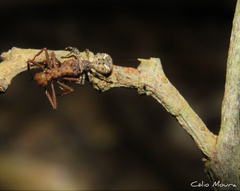 Bucranium taurifrons