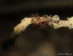 Bucranium taurifrons