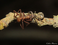 Bucranium taurifrons