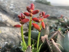 Lachenalia aloides