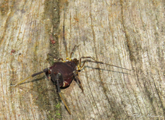 Parapachyloides uncinatus