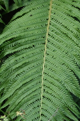 Matteuccia struthiopteris