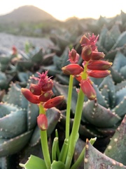 Lachenalia aloides