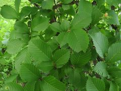 Ulmus
