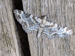 Eupithecia pulchellata