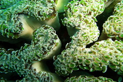 Fimbriaphyllia ancora