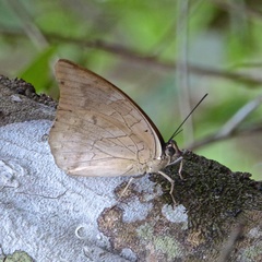 Archaeoprepona demophon centralis