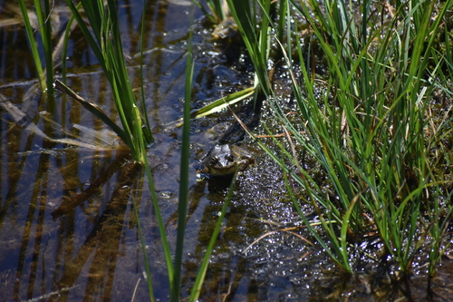 iNaturalist observation photo of Sierra Nevada Yellow-legged Frog