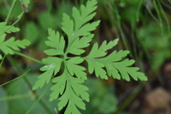 Geranium robertianum