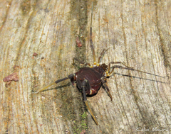 Parapachyloides uncinatus