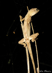Anolis brasiliensis