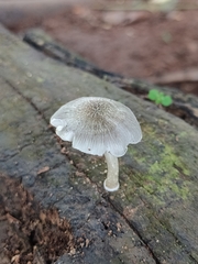 Pluteus