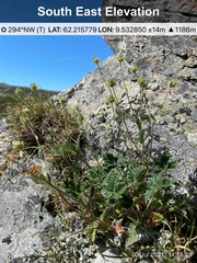 Potentilla arenosa