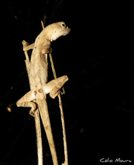 Anolis brasiliensis