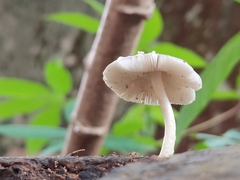 Pluteus