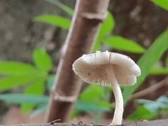 Pluteus
