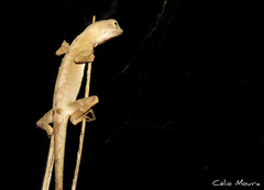 Anolis brasiliensis