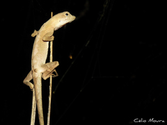 Anolis brasiliensis