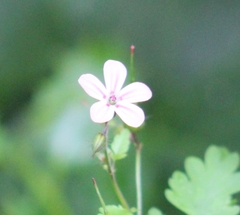 Geranium robertianum