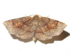 Metarranthis hypochraria