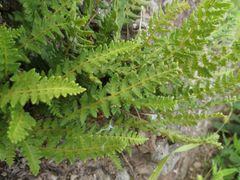 Woodsia ilvensis