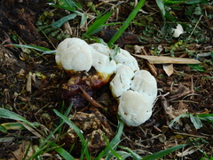 Fungi