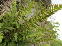 Woodsia ilvensis