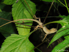 Anolis brasiliensis